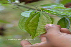 Strychnos wallichiana